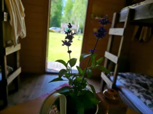 Home majake looduse keskel atsikivi puhketalus